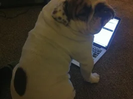 Here is my Louie