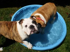 Pool water safe???