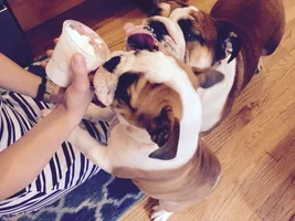 Happy National Dog Day!