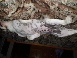 who's been sleeping in my bed ?
