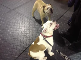 Bully or Cow?