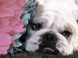 September 2014 Bulldog of the Month Contest ~ENTER HERE~