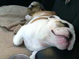 silly ways to sleep