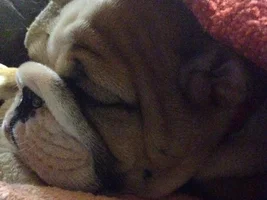 Fromm Family Foods ~ Snuggly Bullies:  Baby.... It's Cold Outside! Contest~