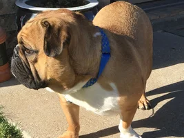At 26 months of age, I'm constantly asked if he's a full breed bulldog. What you all think?