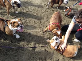Anyone ever been to a Bulldog Meetup?