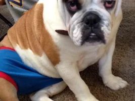 Does anybody have any experience with Deaf Dogs?
