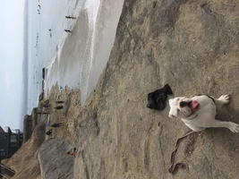 8 month old bulldog 40 pounds