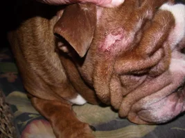 Abscesses and penis pocket infection here we go again!