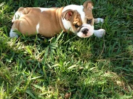 New Puppy named Gunny