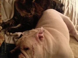 Bulldogs and kitty cats....