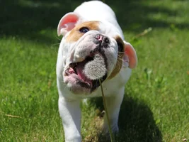 September 2014 Bulldog of the Month Contest ~ENTER HERE~