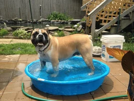 Bulldog of the Month ~ Water Bulldogs ~ ENTER HERE!