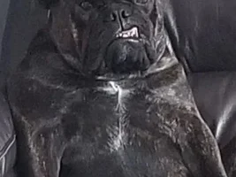 ~ENTER HERE~ Bulldog of the Month ~ 9th Annual Bulldog Grinch!!!