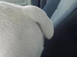 When is to TOO late to cut off a Bulldogs tail?