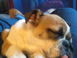 ~ENTER HERE~ September Bulldog of the Month - Totally TONGUE-TIED Bulldogs!!