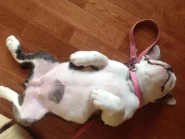 Daily Poll: Does your bully have belly freckles?*
