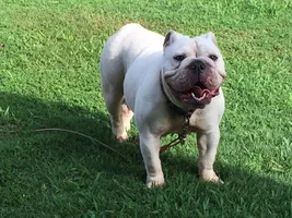 ~~Belle~~English Bulldog Available for Adoption in Georgia