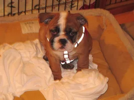 Harness/collar make my baby bully so sad!
