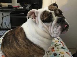 Moving across country with Bulldog in Truck