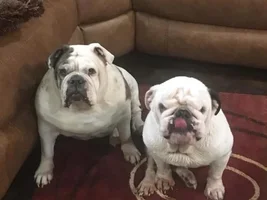 ~Zena & Zorro~Bonded Pair of English Bulldogs Available for Adoption in Indiana