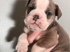 This "Bella"