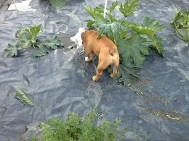 Duke...Nooooooo  Dont you dare!