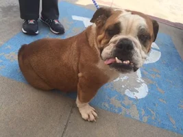 ~Blythe~ English Bulldog Available for Adoption in Texas