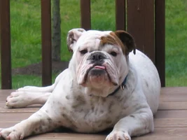 In Loving Memory of Banks Fundraiser