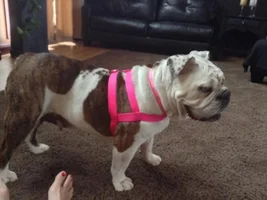 ~Suzy~English Bulldog Available for Adoption in Ohio