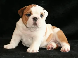 Do puppies change color as they grow?