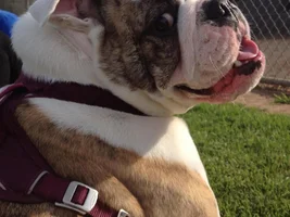 April 2014 Bulldog of the Month Contest ~ENTER HERE~