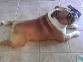 Tippy Froggy!