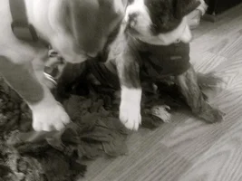 Updated pics of Mr. Beefy @ 9 weeks old....