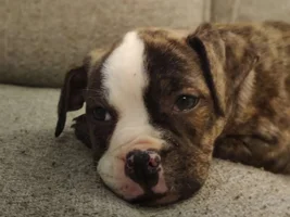 Just got my miniature bulldog what y’all think of her