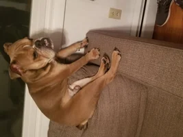Is my dog underweight?