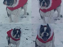 ENTER HERE ~ January Bulldog of the Month ~ Winter Bully-land!