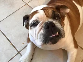 ~Cannoli~ English Bulldog Available for Adoption in Texas~