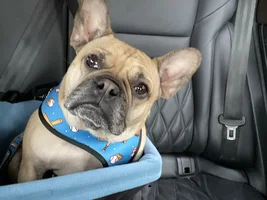 Itās me again. Louise and Chiefās mom- asking about car seats!
