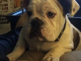 My  6  month old bully, boss, is sick