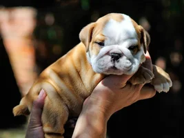 Introducing Baxter Tiberius