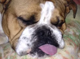 ~Goliath~ English Bulldog Available for Adoption in NY