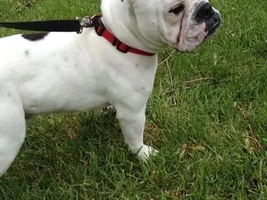 ~Romeo~English Bulldog Available for Adoption in Ohio