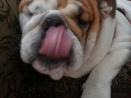 TongueOutTuesday