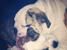 2014 English Bulldog News Beautiful Bullies Calendar:  Submit your photos HERE!