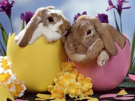 Happy easter to my ebn family