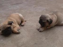 My dog family, past and present