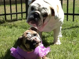 2014 English Bulldog News Beautiful Bullies Calendar:  Submit your photos HERE!