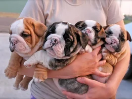 For the patient ones who are interested in breeding healthy bulldogs...what is going on in Europe