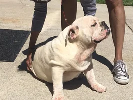 Old English Bulldog or English Bulldog?
